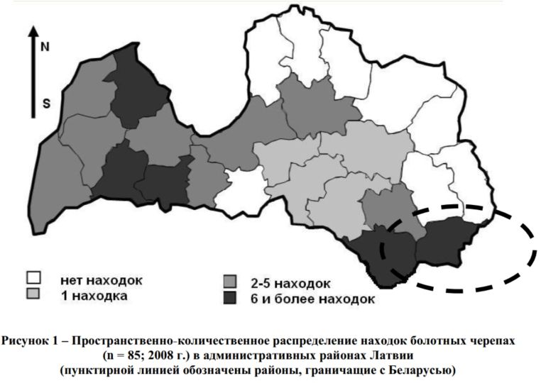 Рисунок 1 – Пространственно-количественное распределение находок болотных черепах (n = 85; 2008 г.) в административных районах Латвии (пунктирной линией обозначены районы, граничащие с Беларусью)