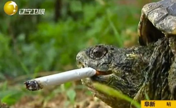 Курящая черепаха из Китая