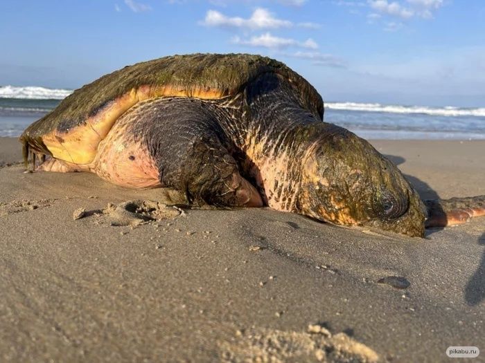 Морскую черепаху логгерхед выбросило на берег в Анапе