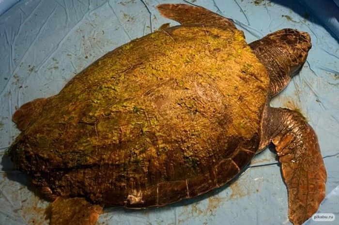 Морскую черепаху логгерхед выбросило на берег в Анапе