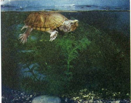 Малая мускусная черепаха Stemotherm minor. Развитые перепонки между пальцами свидетельствуют о том, что эти черепа»! хорошо плавают, во все же она предпочитают ходить по дну.