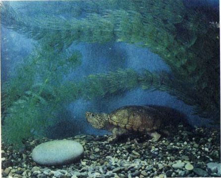Иловая черепаха Kinosternon subrunun (самец). Очень любит разгрызать больших прудовиков, которых превосходит по величине всего лишь в полтора раза.