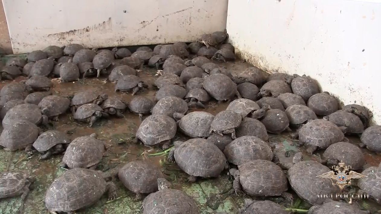 Изъятия нелегальных партий среднеазиатских черепах на границе с РФ