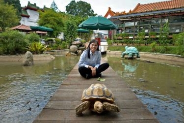 Музей черепах в Сингапуре