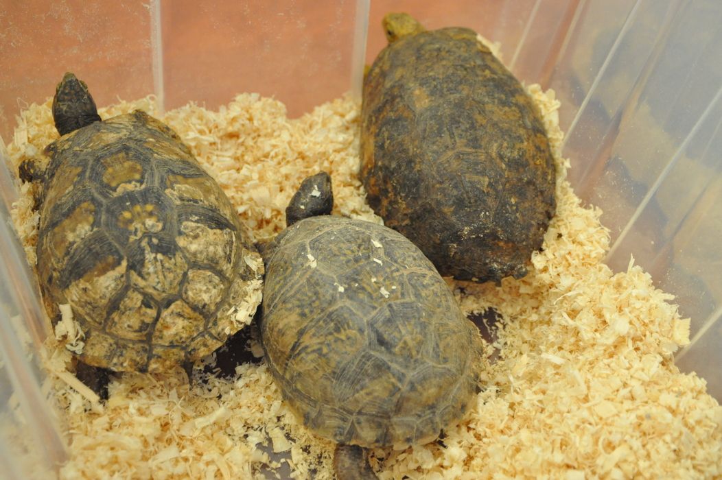 47 изъятых мексиканских черепах в Домодедово