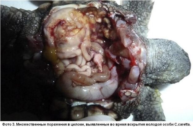 Групповой случай поражения грибком Fusarium solani молодых головастых черепах (Caretta caretta), выведенных в неволе