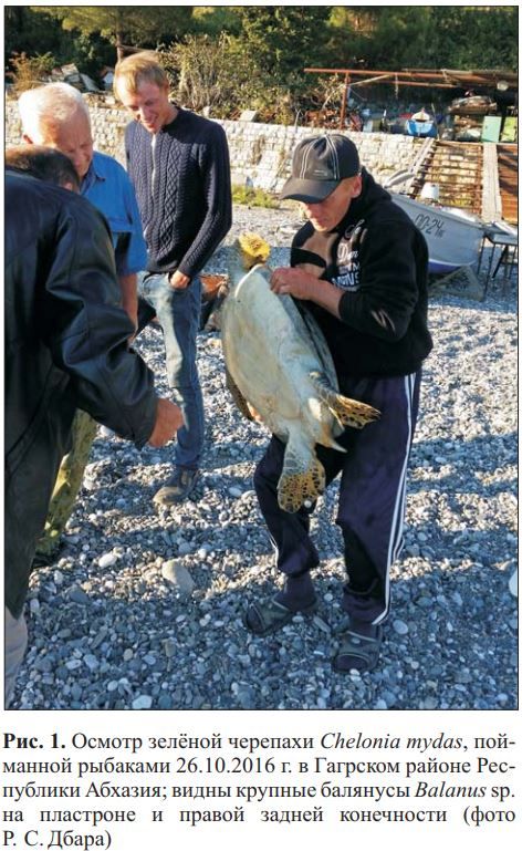 Новая находка зелёной черепахи Chelonia mydas в восточной части Чёрного моря у побережья Абхазии