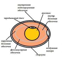 Развитие зародыша черепахи в яйце