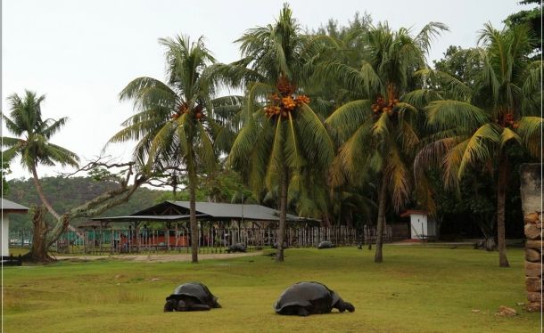 Сейшельские черепахи на Сейшелах