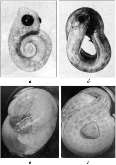 Внешний вид эмбрионов закавказской гюрзы M. l. obtusa на разных сроках искусственной инкубации яиц: а – в момент кладки яиц, б – 12-е сутки инкубации, в – 18-е сутки инкубации, эмбрион в амниотическом мешке, г – 35-е сутки инкубации, плод перед вылуплением
