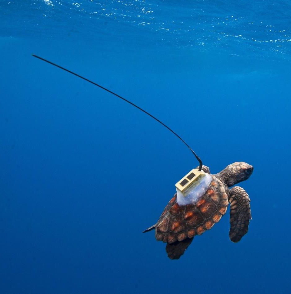 Ориентирование морских черепах