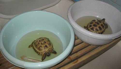 Содержание черепахи дома