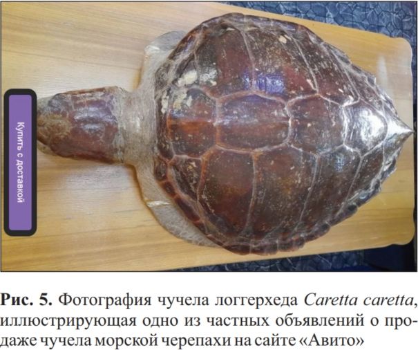 Объявления о продаже чучел морских черепах на Авито
