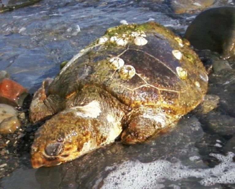 Находка мертвой морской черепахи на Черноморском побережье