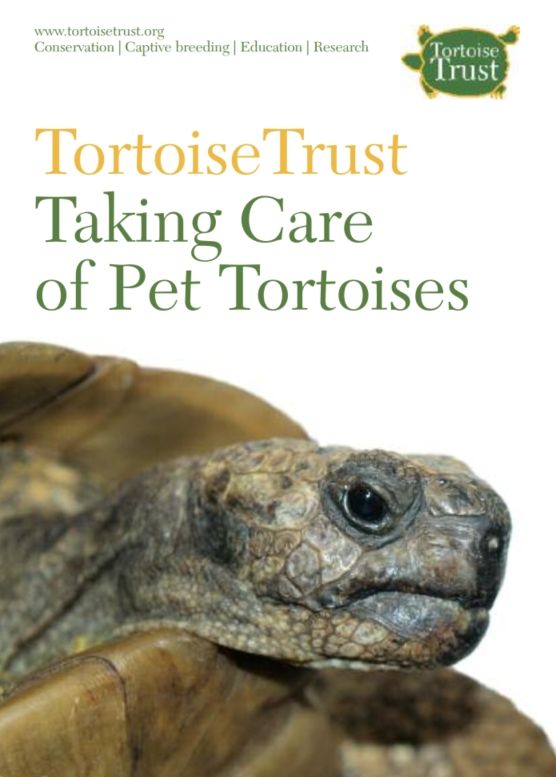 Taking care of pet tortoises
