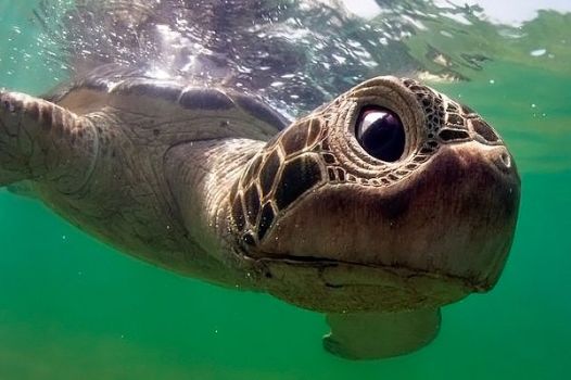 Черепаха-робот для подводной съемки морских жителей