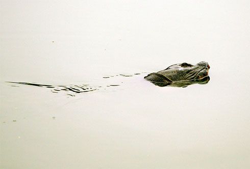 Священные черепахи в озере "Возвращенного меча"
