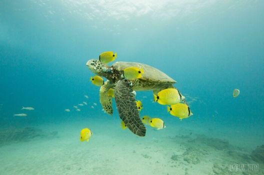 Рыбы и крабы чистят морских черепах