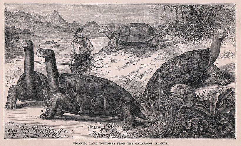 "Живые консервы" или история истребления гигантских сухопутных черепах