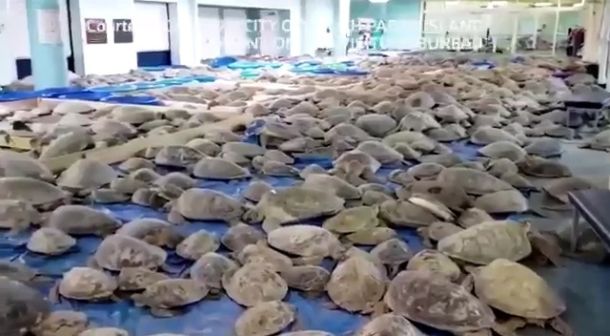 Морозы в Техасе: тысячи черепах оцепенели от холода
