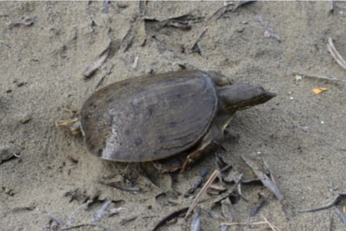 Рис. 4. Неполовозрелая дальневосточная черепаха имеет тёмные пятна на поверхности карапакса