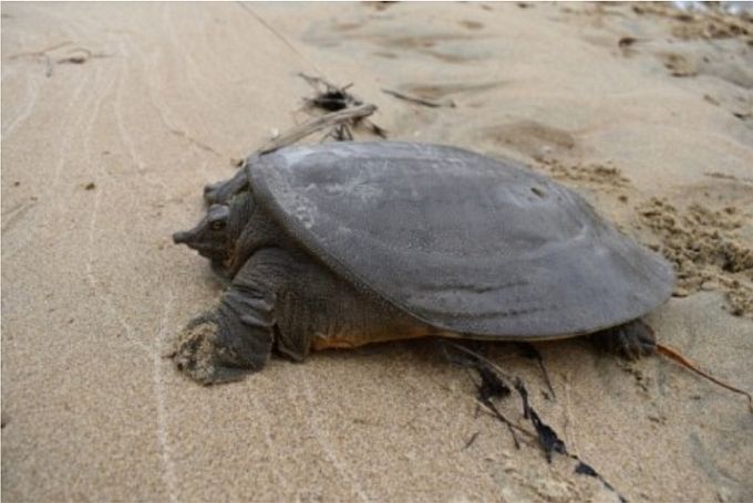 Рис. 5. Половозрелая особь дальневосточной черепахи на поверхности карапакса не имеет тёмных пятен