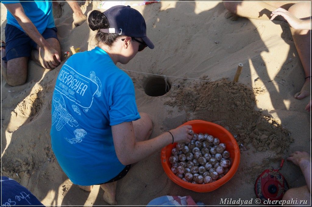 Волонтерство с морскими черепахами в Кефалонии, Греция