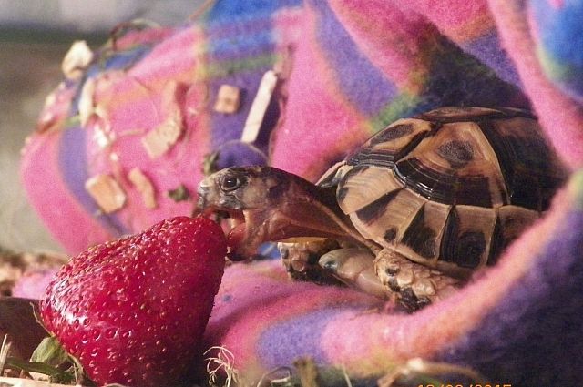черепаха ест клубнику