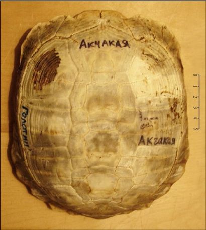 Фото 4. Голотип Agrionemys kazachstanica kuznetzovi: карапакс сверху