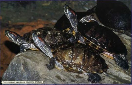 Черепахи гигантские и меньше