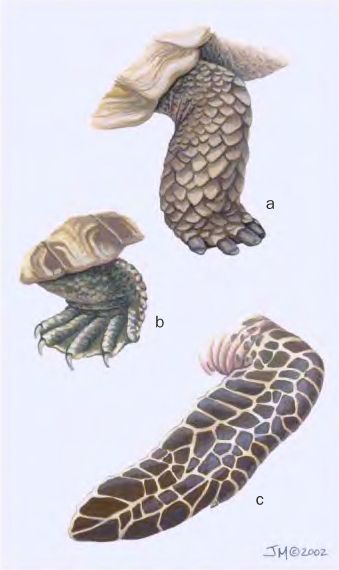 разнообразие лап черепах