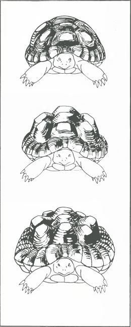 Черепаха с нормально развитым панцирем (вверху), с чрезмерно разросшимися центральными щитками (в середине) и с аномально развитыми центральными и краевыми щитками.
