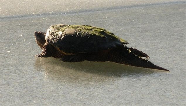 Некотрые виды черепах ползать по льду