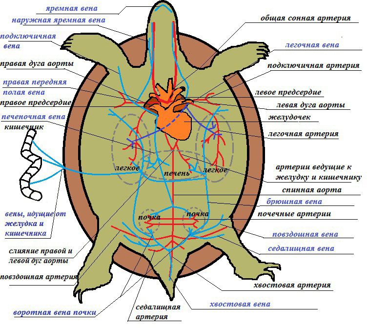 кровеносная система черепах