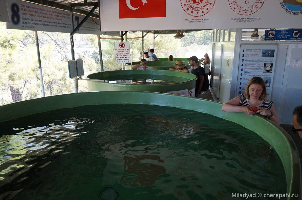 Реабилитационный центр для морских черепах в Дальяне, Турция
