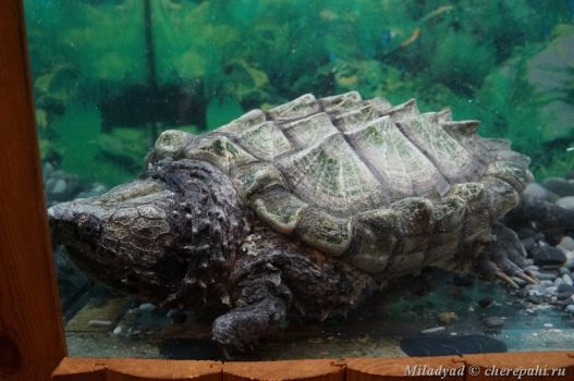 Черепахи в ялтинском крокодиляриуме