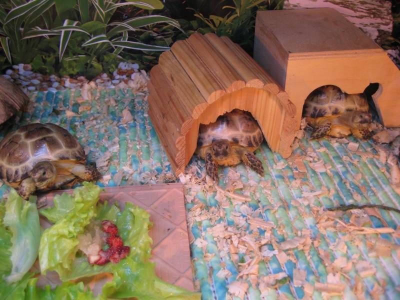 Разведение черепах дома