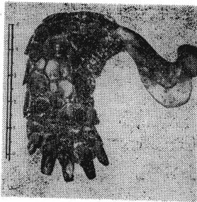 Рис. 2. Правая передняя нога спереди Testudo graeca ibera Pallas, 1811; (экземпляр из типовой территории)