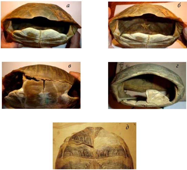 Рис. 2. Панцирь черепахи Testudo horsfieldii рода Agrionemys: вид сзади (а, б), сбоку (в), спереди (г) и снизу (д)