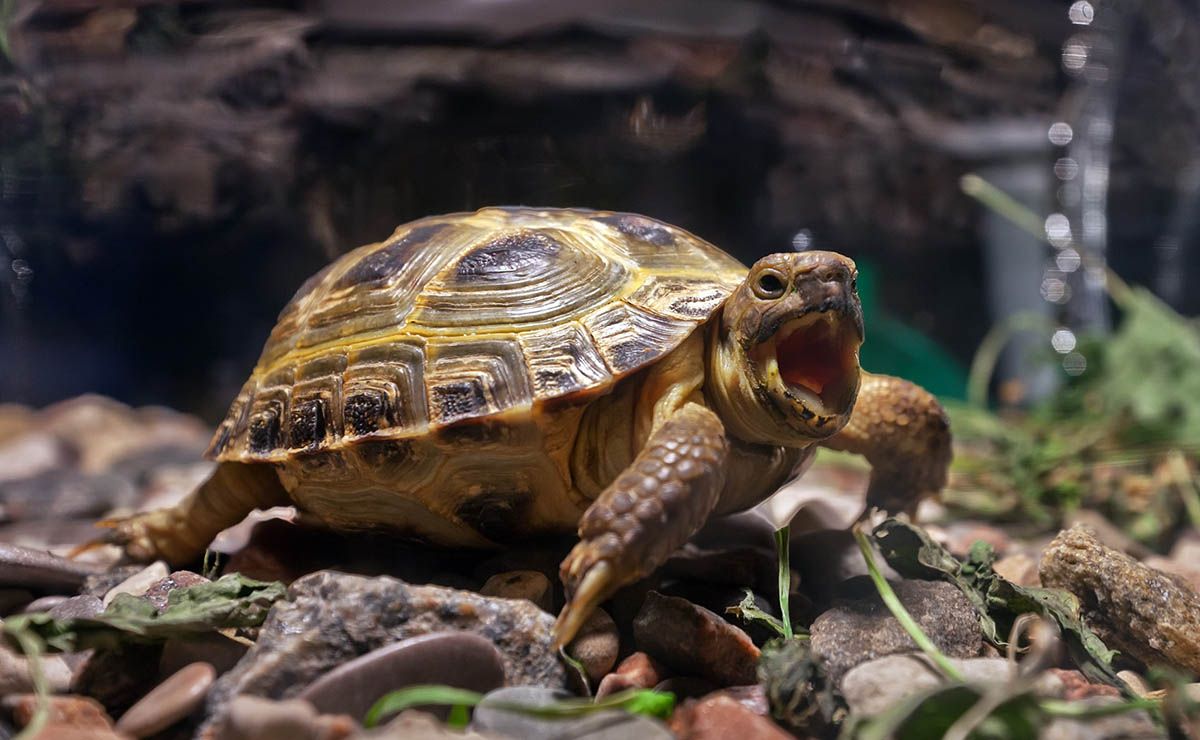 Обучение черепах зевоте