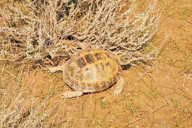 Рис. 1 Греющаяся среднеазиатская черепаха Agrionemys horsfieldii у кустарничка полыни. Предгорья хребта Нуратау (Узбекистан)