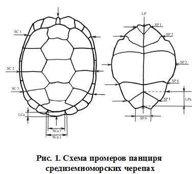 Строение красноухой черепахи. Толстого черепаха. Проверочная работа по творчеству л н толстого 4. Дневник школьный "черепаха". Схема фрески черепахи.