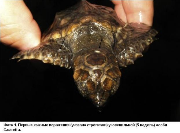 Групповой случай поражения грибком Fusarium solani молодых головастых черепах (Caretta caretta), выведенных в неволе