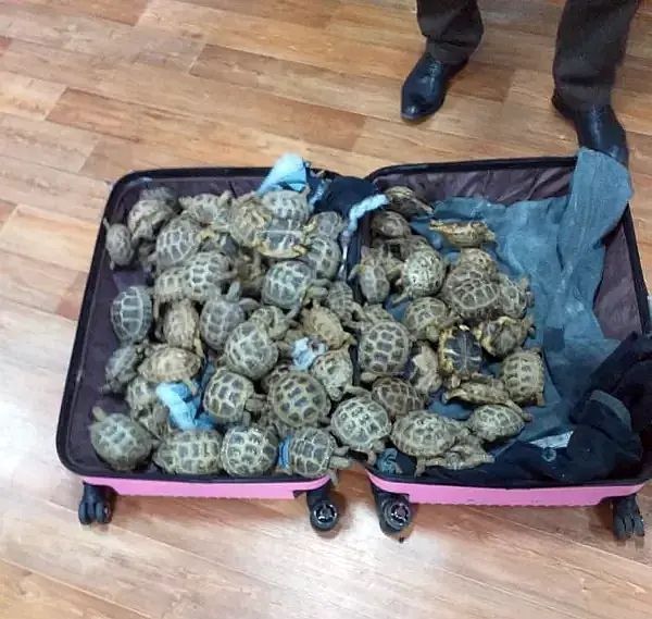 Больше ста черепах пытались нелегально вывезти из Казахстана в Россию