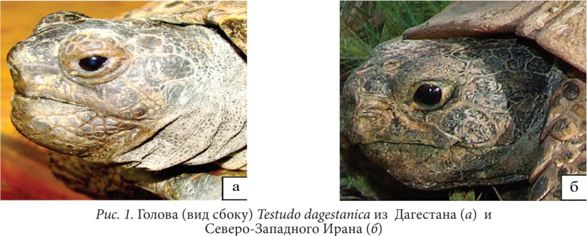 Рис. 1. Голова (вид сбоку) Testudo dagestanica из Дагестана (а) и Северо-Западного Ирана (б)