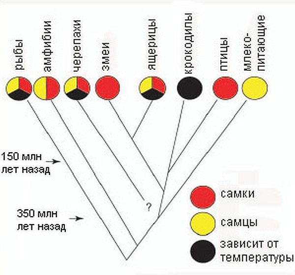 У разных групп животных пол определяется по-разному: красными кругами отмечены те, у которых гетерогаметные самки, желтыми — гетерогаметные самцы, а черными — пол определяется температурой инкубации яиц или икры.