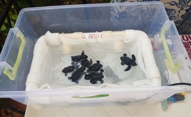 Волонтерство с черепахами-логгерхедами в Кефалонии