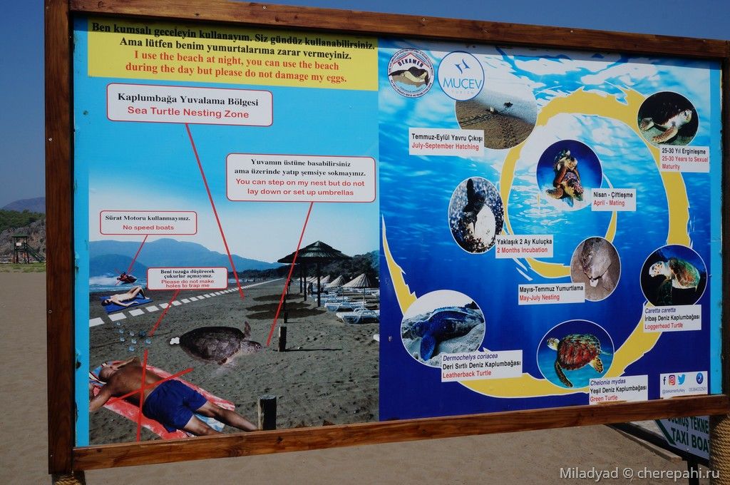 Реабилитационный центр для морских черепах в Дальяне, Турция
