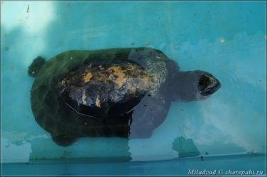 Музей "Живых водных и сухопутных черепах" в Сингапуре