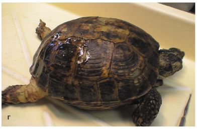Транспластрональная нефрэктомия у сухопутных черепах